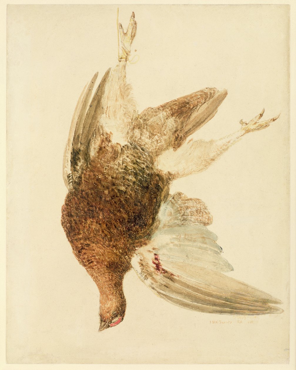 Rype, fra The Farnely Book of Birds, ca. 1816 (blyant og akvarell på papir) av Joseph Mallord William Turner