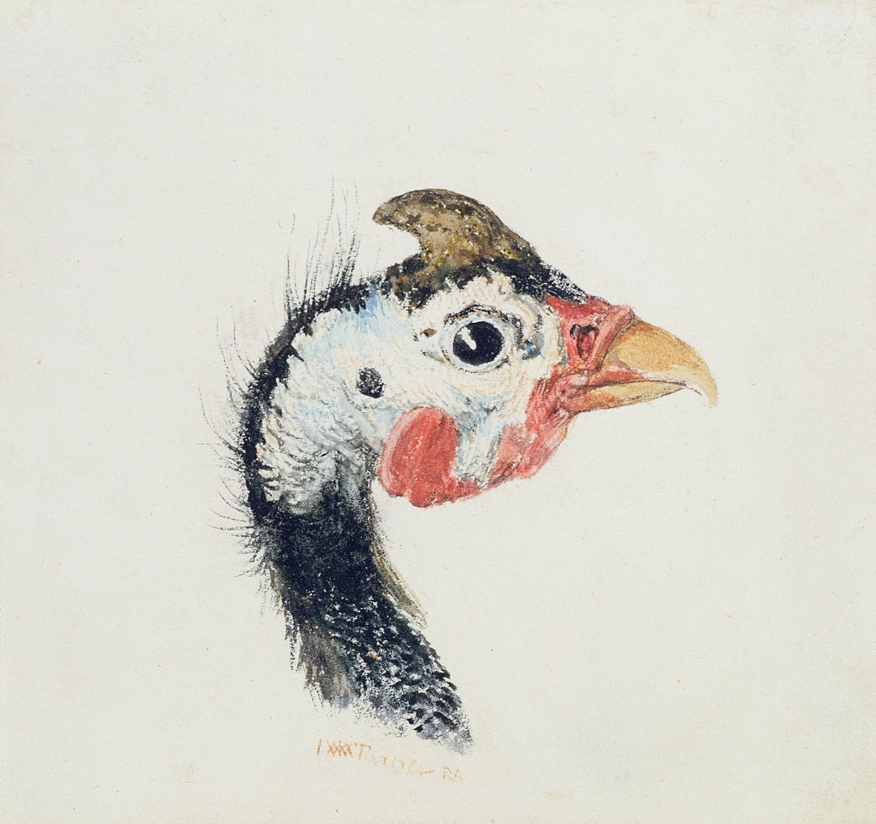 Guinea Fowl, fra The Farnley Book of Birds, ca. 1816 av Joseph Mallord William Turner