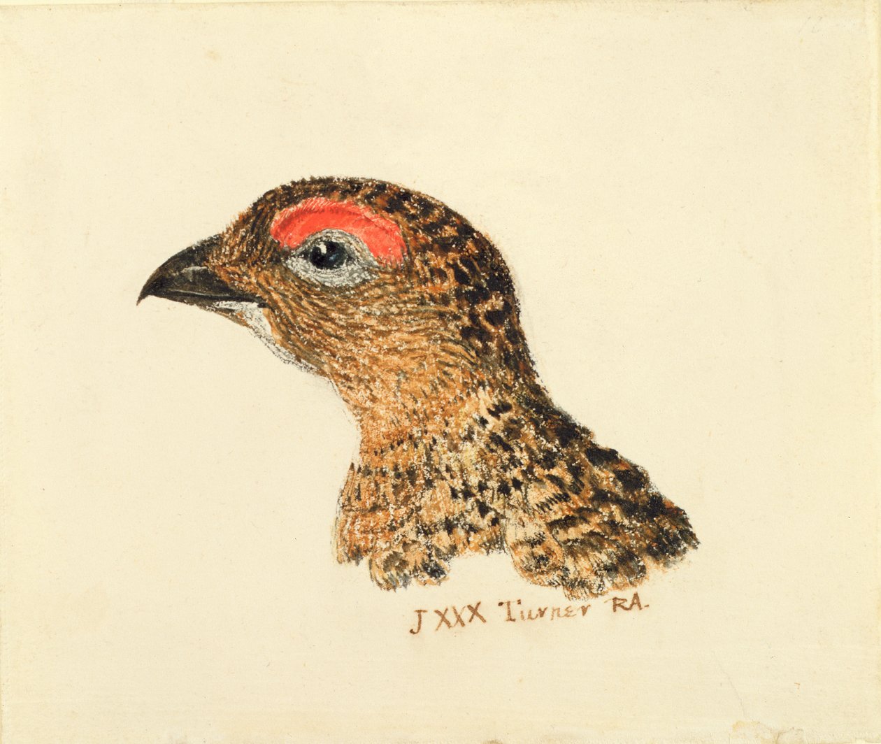 Head of Grouse, fra The Farnley Book of Birds, ca. 1816 (blyant og akvarell på papir) av Joseph Mallord William Turner