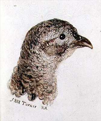 Hen Pheasant, fra The Farnley Book of Birds, ca. 1816 (penn og blekk og akvarell på papir) av Joseph Mallord William Turner
