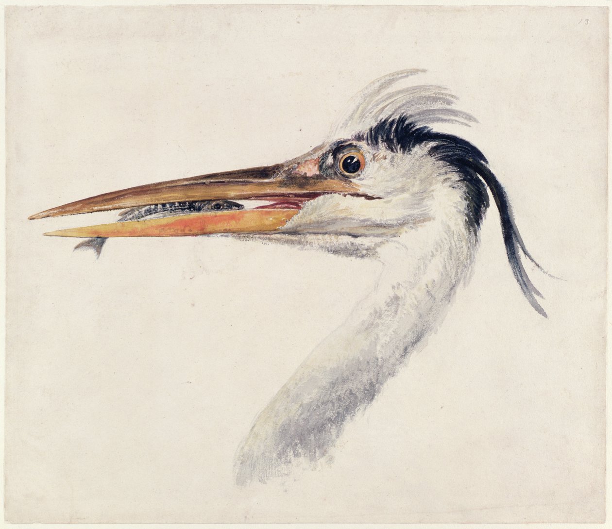 Heron, fra The Farnley Book of Birds, ca. 1816 (penn og blekk og akvarell på papir) av Joseph Mallord William Turner