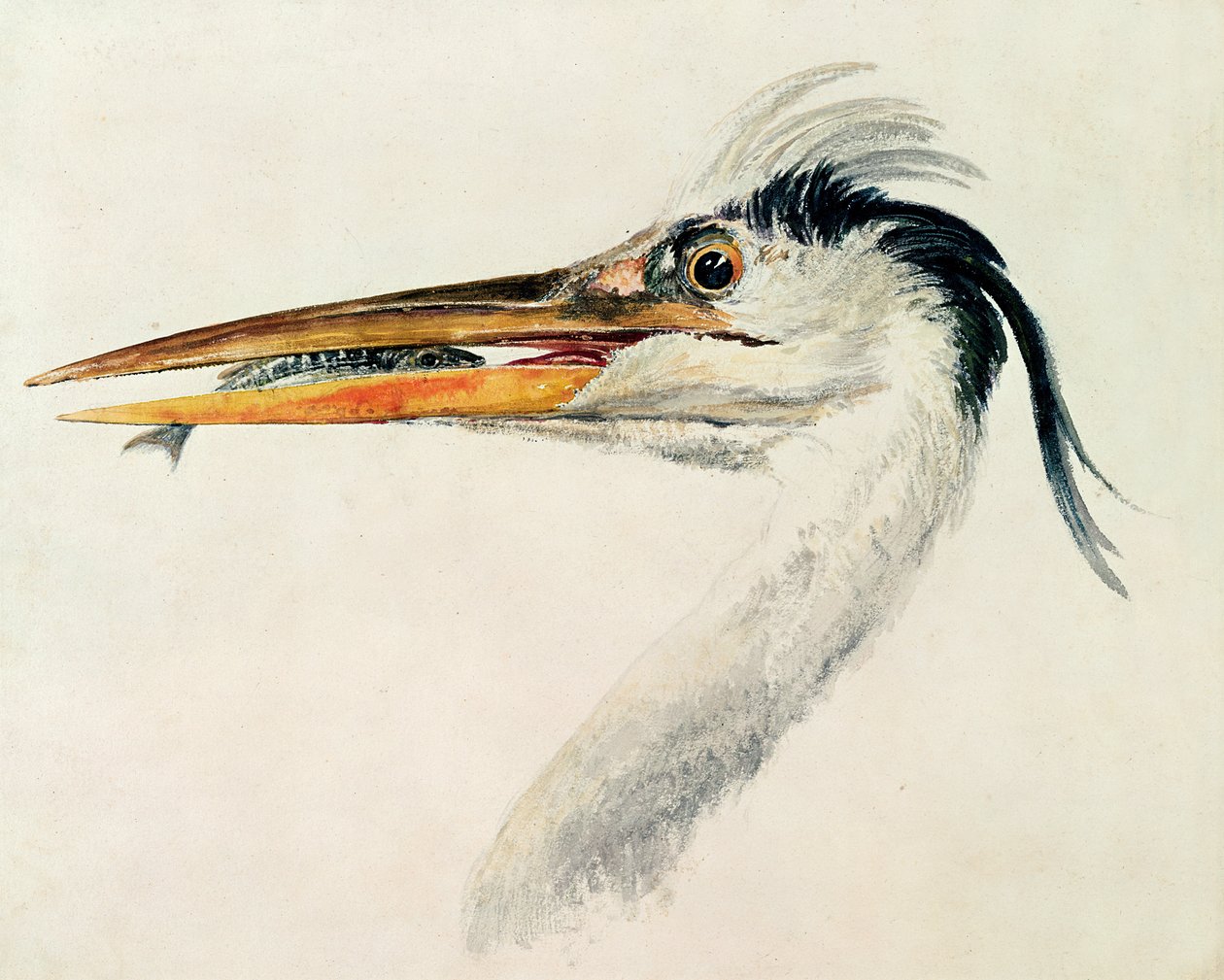 Hegre med en fisk av Joseph Mallord William Turner