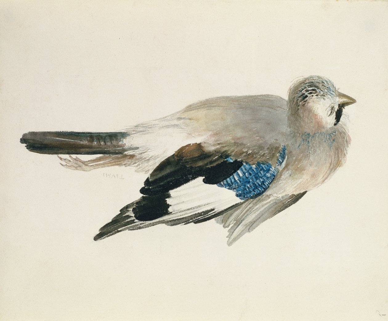 Jay, fra The Farnley Book of Birds, ca. 1816 (blyant og akvarell på papir) av Joseph Mallord William Turner