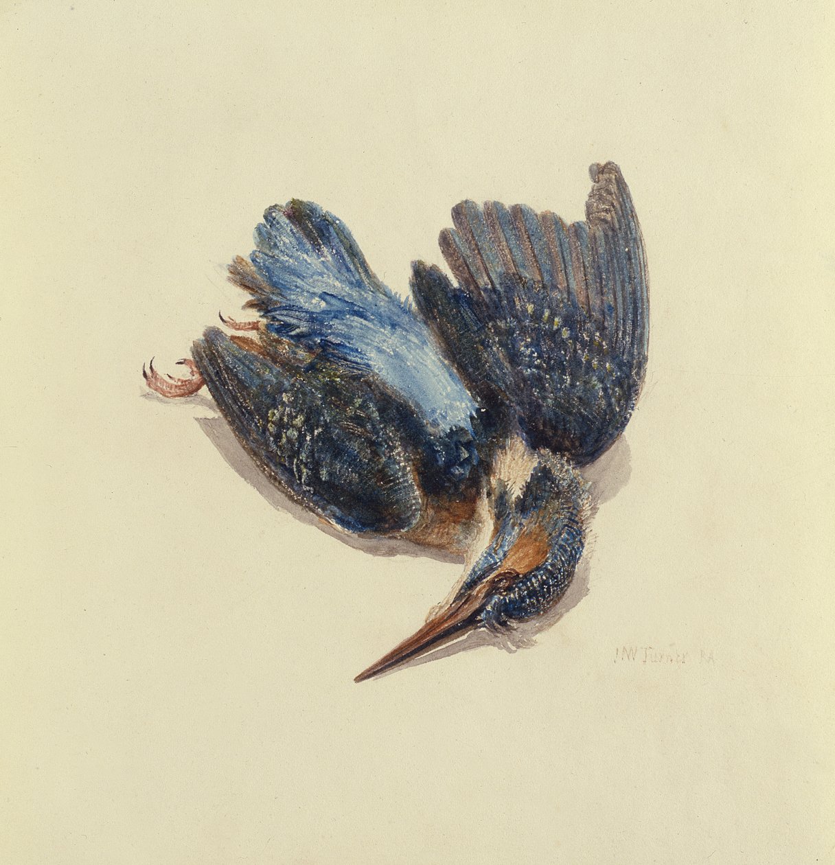 Kingfisher, fra The Farnley Book of Birds, ca. 1816 (penn og blekk og akvarell på papir) av Joseph Mallord William Turner