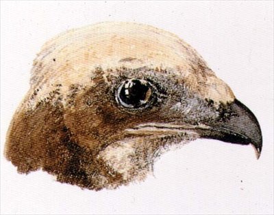 Moor Hawk, fra The Farnley Book of Birds, ca. 1816 (blyant og akvarell på papir) av Joseph Mallord William Turner