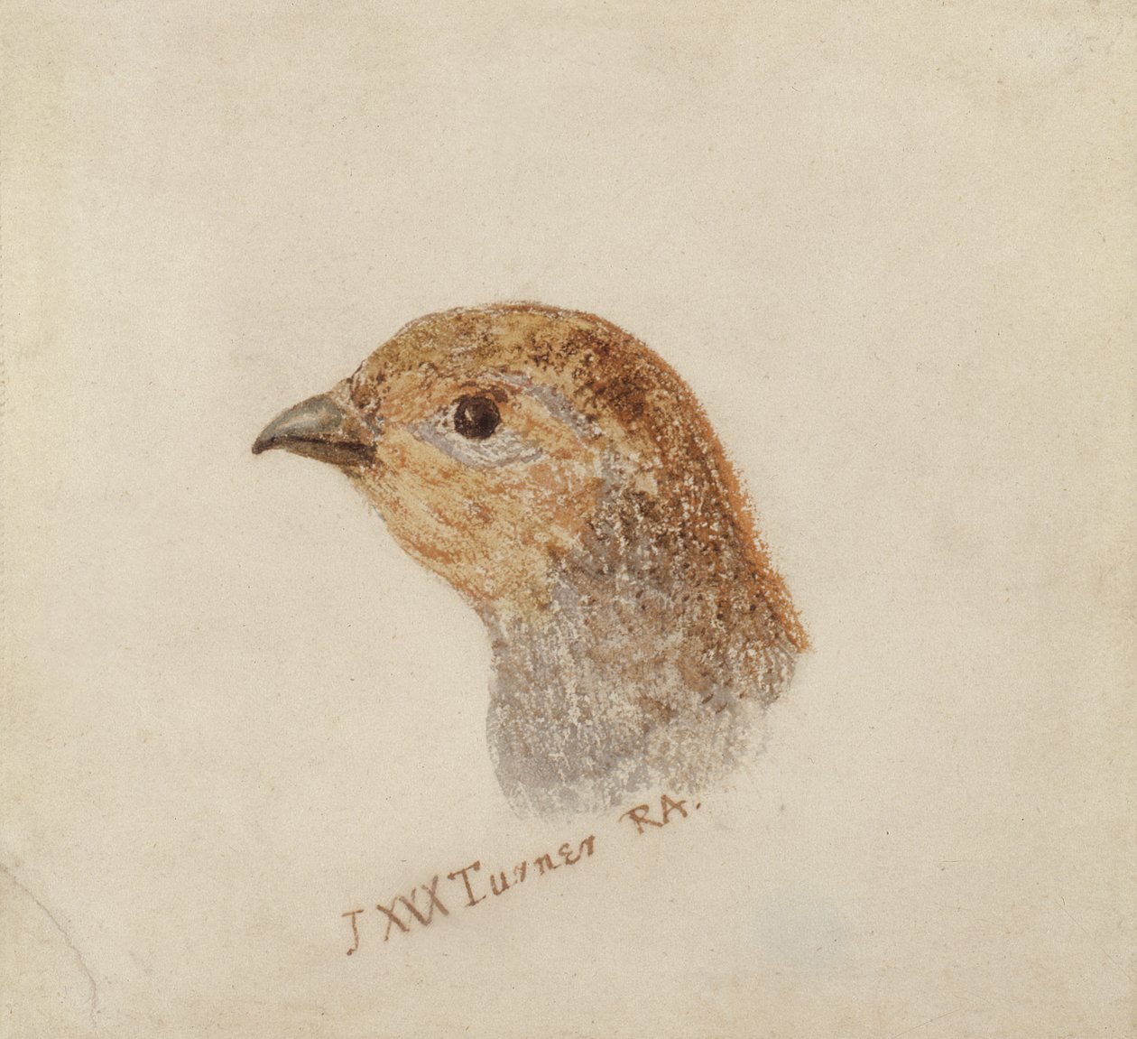 Partridge, fra The Farnley Book of Birds, ca. 1816 (blyant og akvarell på papir) av Joseph Mallord William Turner