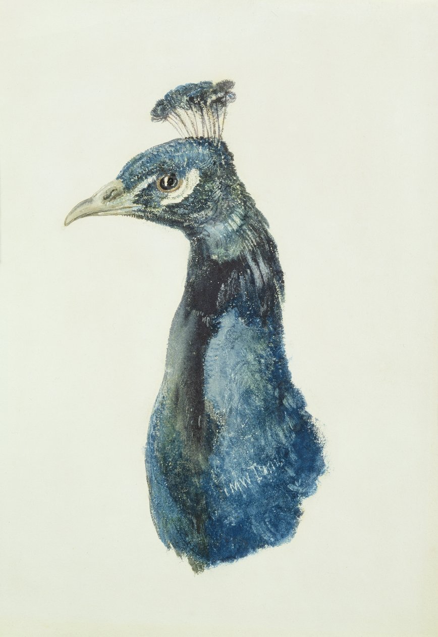 Peacock, fra The Farnley Book of Birds, ca. 1816 (blyant og akvarell på papir) av Joseph Mallord William Turner