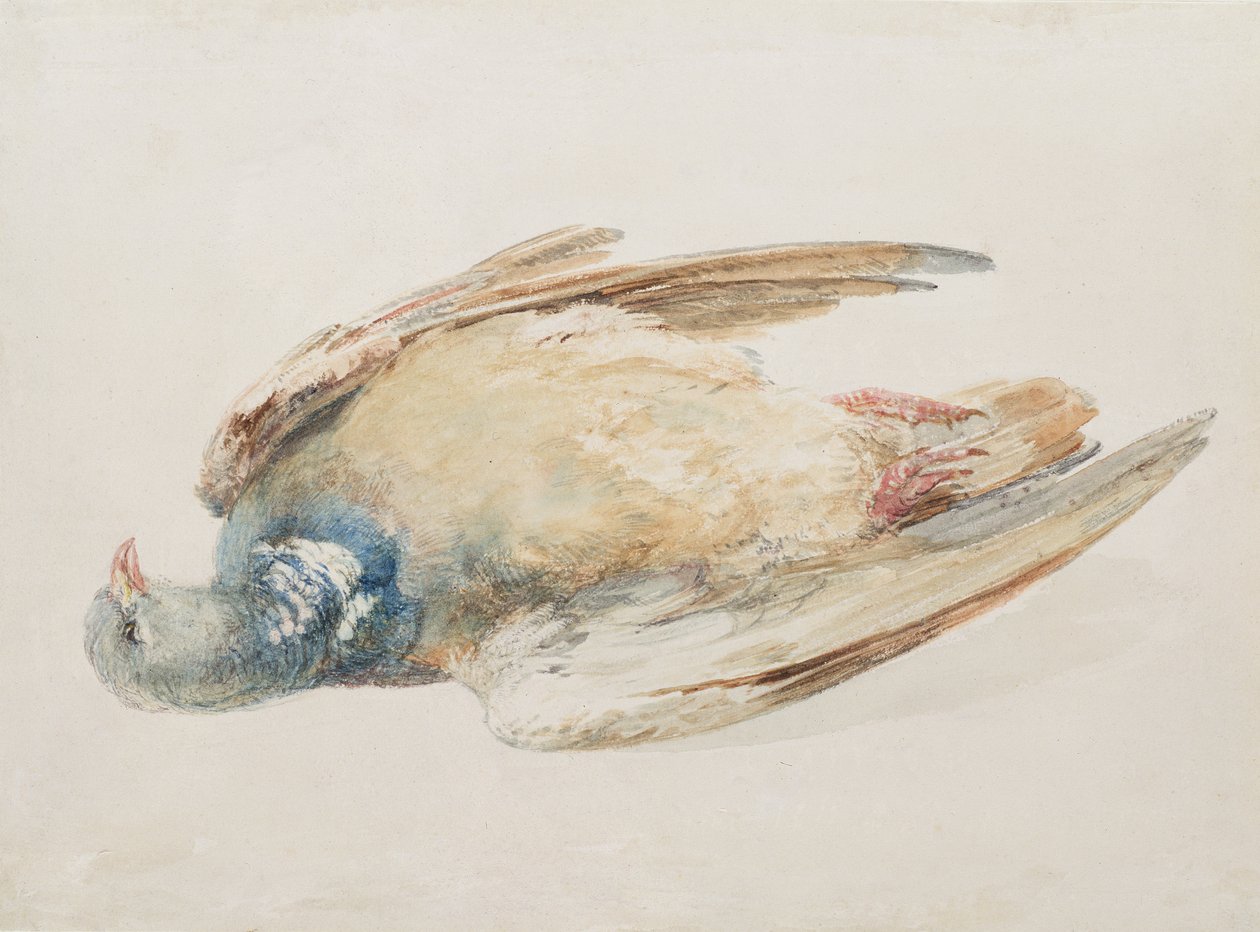 Pigeon, fra The Farnley Book of Birds, ca. 1816 (blyant og akvarell på papir) av Joseph Mallord William Turner