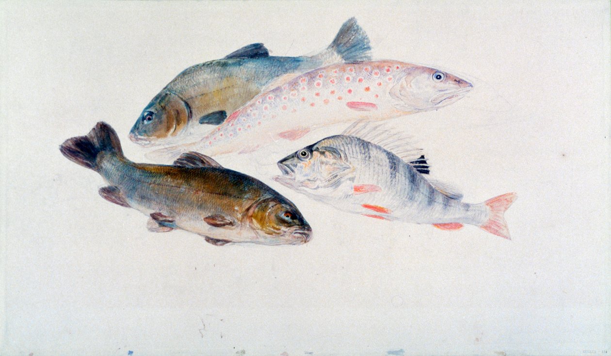 Studie av fisk: To suter, en ørret og en abbor, c1822-1824. av Joseph Mallord William Turner