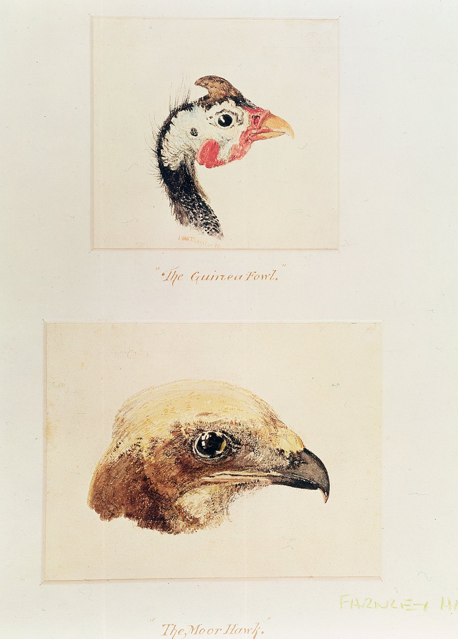 Perlehønen og maurhauken av Joseph Mallord William Turner