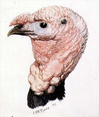Tyrkia, fra The Farnley Book of Birds, ca. 1816 (penn og blekk og akvarell på papir) av Joseph Mallord William Turner