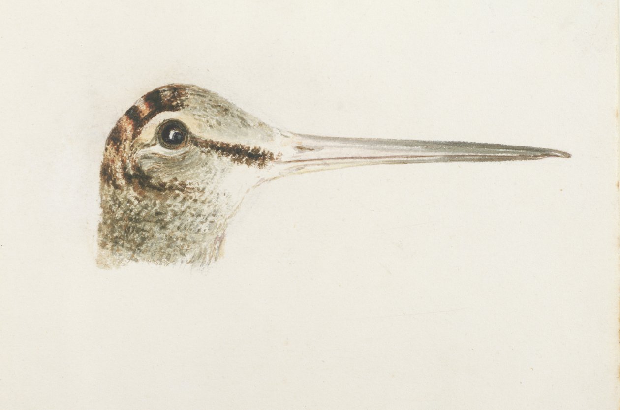 Woodcock, fra The Farnley Book of Birds, ca. 1816 (blyant og akvarell på papir) av Joseph Mallord William Turner