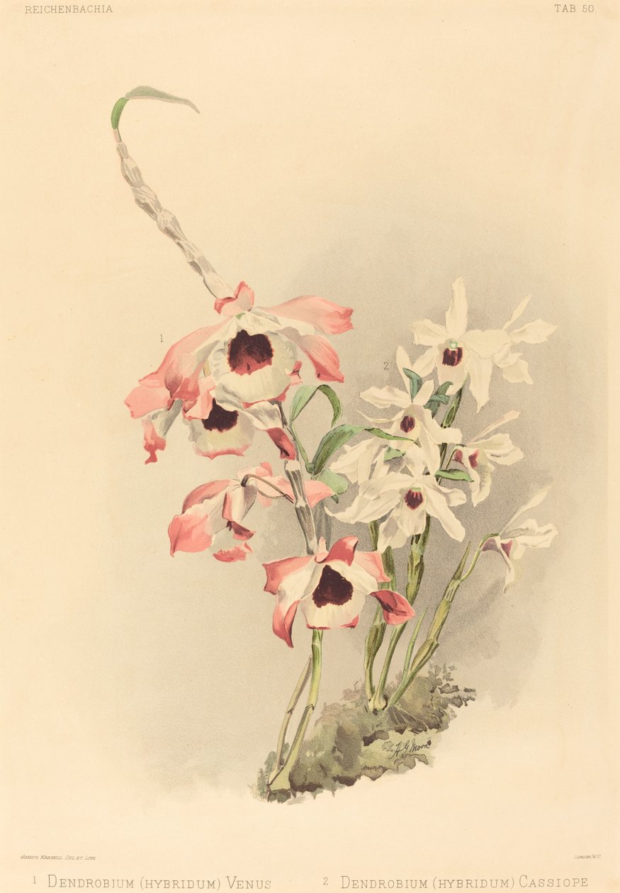Dendrobium Hybridium Venus og Dendrobium Hybridium Cassiope. av Joseph Mansell