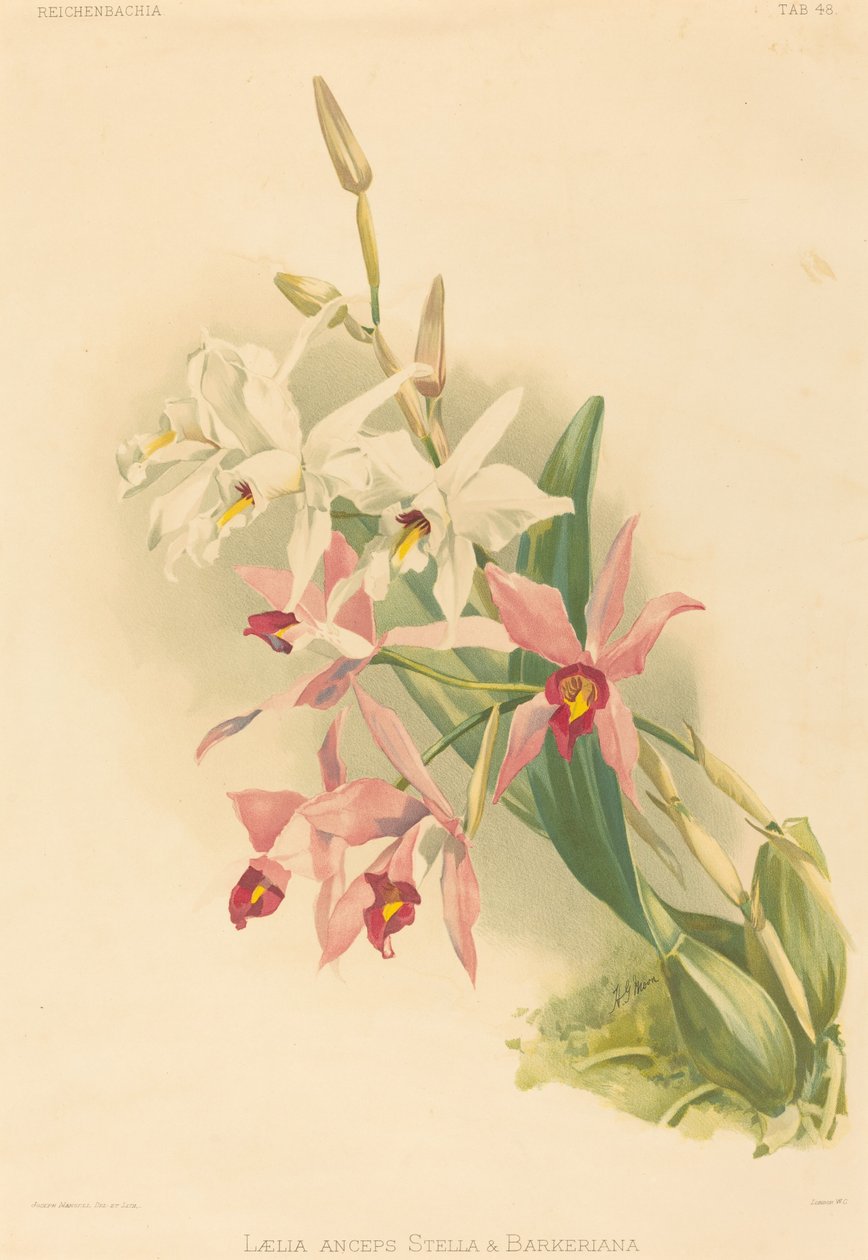 Laelia Anceps Stella & Barkeriana. av Joseph Mansell
