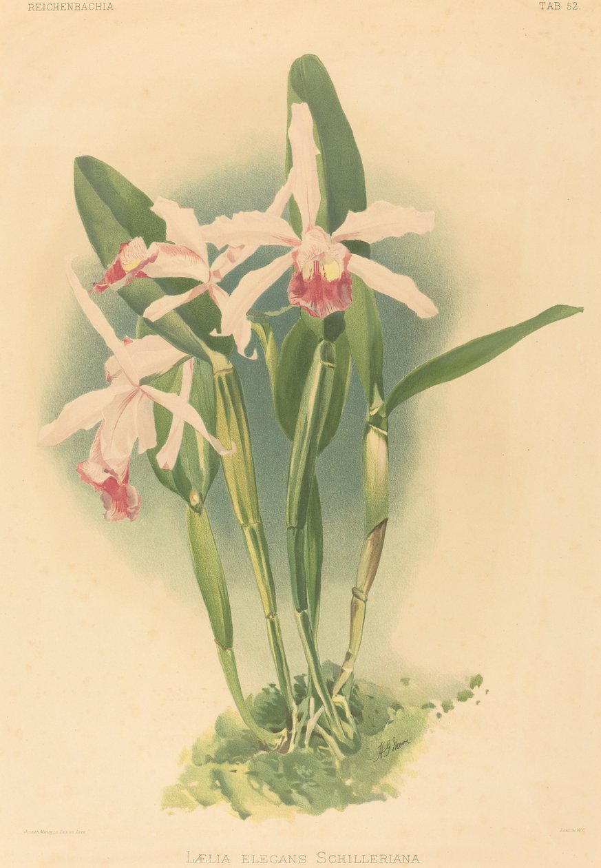 Laelia Elegans Schilleriana av Joseph Mansell after Henry George Moon