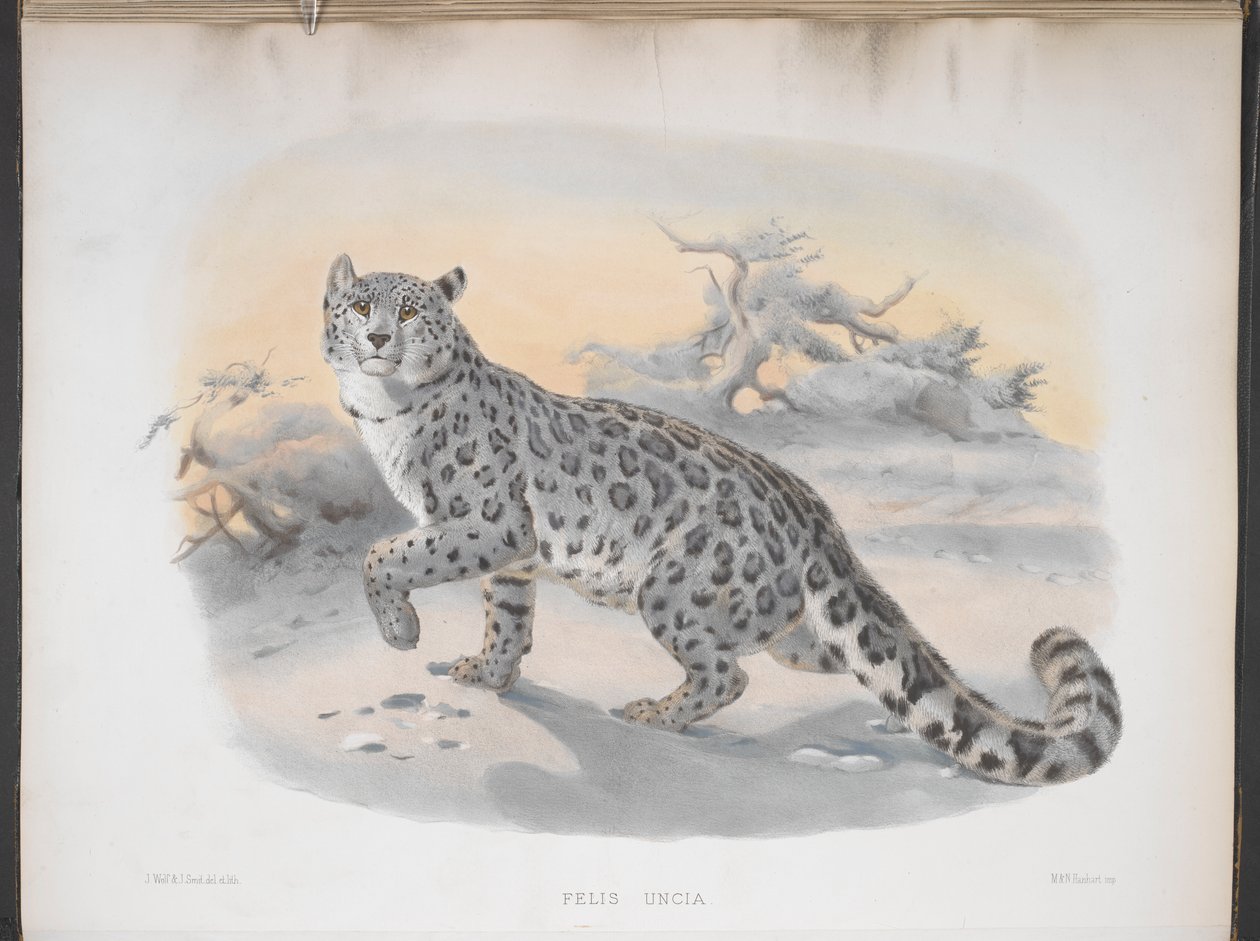 Felis uncia, snøleopard, fra 