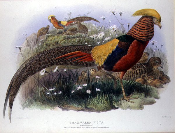 Thaumalea picta (Gullfasan) gravert av M. & N. Hanhart av Joseph and Smit J. Wolf