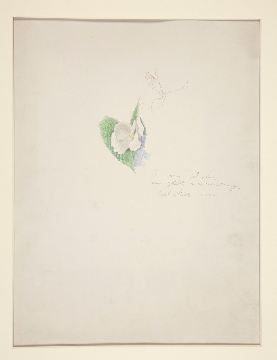 Blomst av Joseph Stella