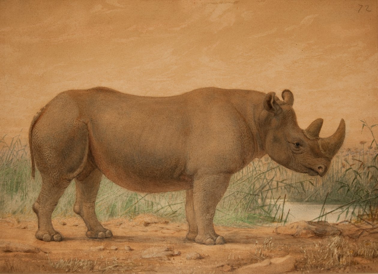 Afrikansk neshorn av Joseph Wolf