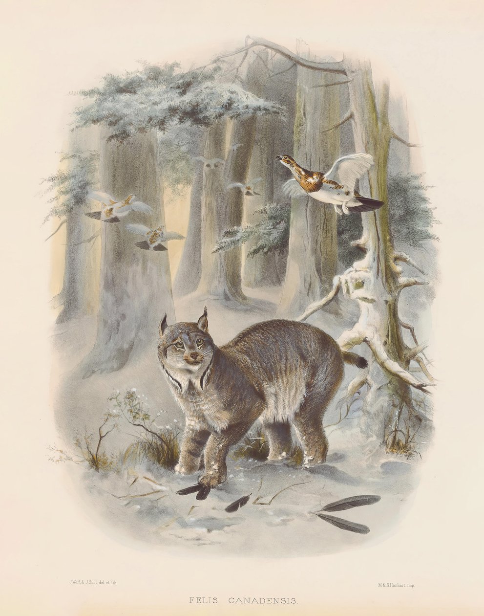  av Joseph Wolf
