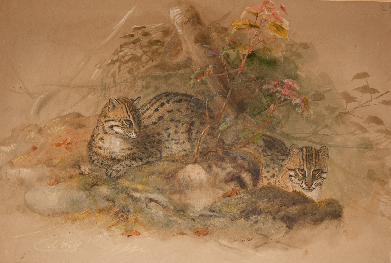 Skyet leopard (Fleis macrocelis) (akvarell på papir) av Joseph Wolf
