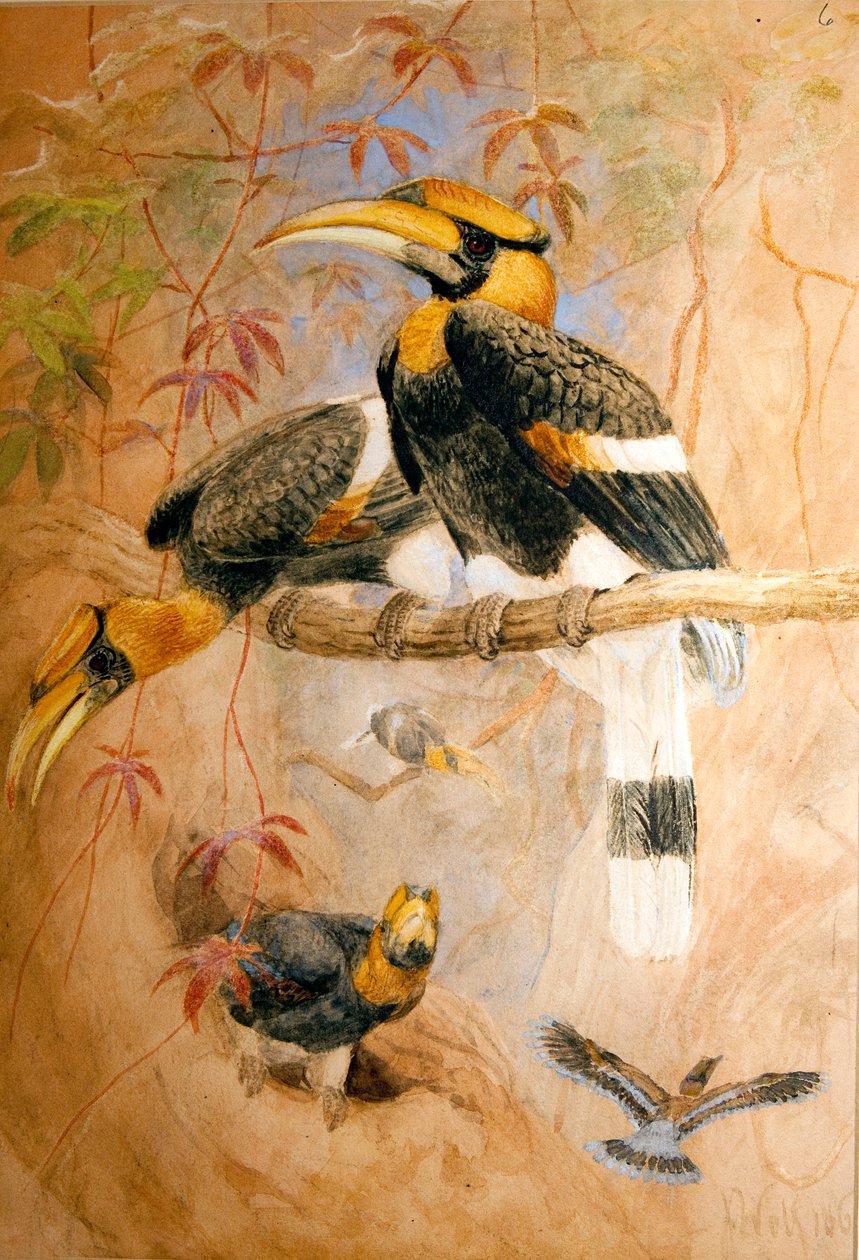 Konkav-casqued Hornbill (Dichoceros bicornis), 1856-67 av Joseph Wolf