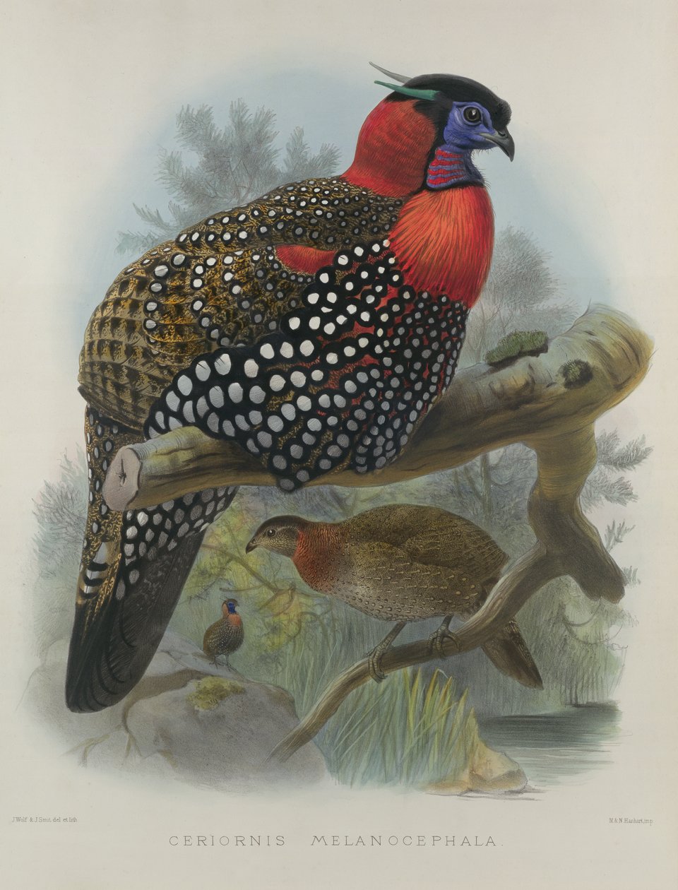 Crimson bellied Tragopan, gravert av M. & N. Hanhart, 1870-72 av Wolf, Joseph (1820-99) & Smit, J. (fl.1870) av Joseph Wolf