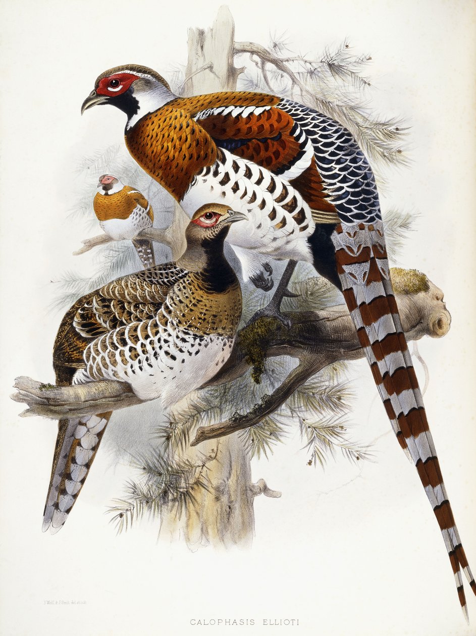 Elliots fasan, 1865 av Joseph Wolf