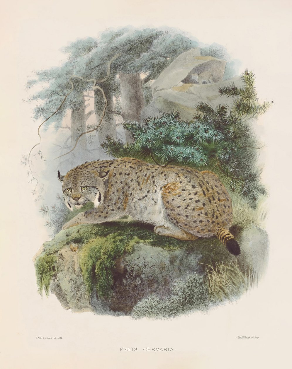  av Joseph Wolf