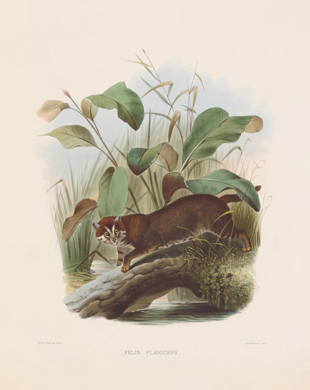  av Joseph Wolf