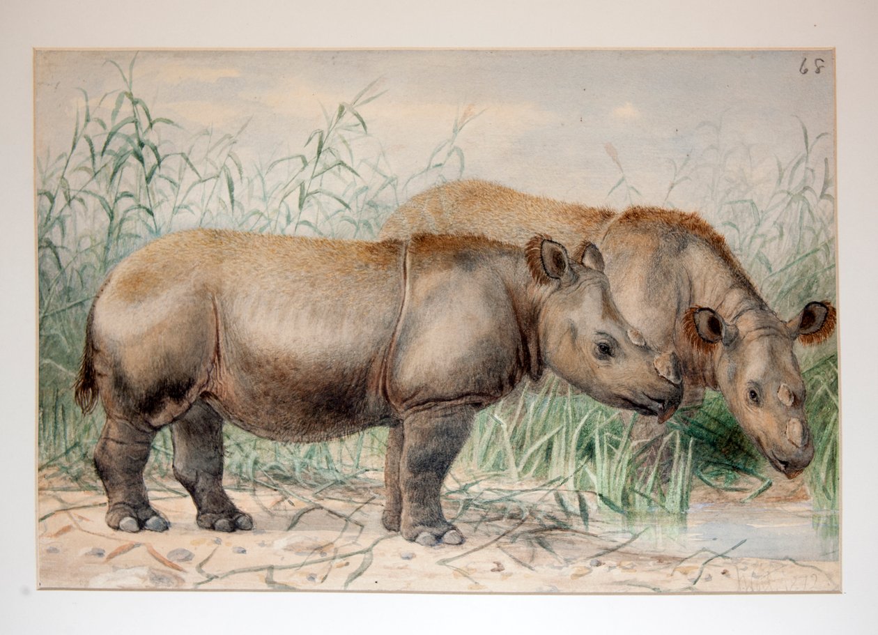 Hårete nesehorn av Joseph Wolf