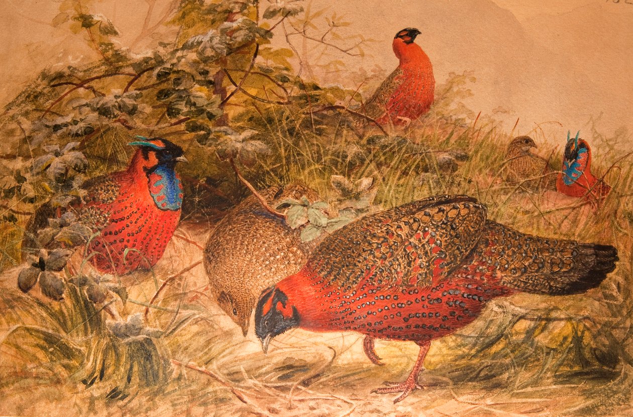 Horned Tragopan (Ceriornis satyra), ca. 1851-76 (wc og blyant på papir) av Joseph Wolf