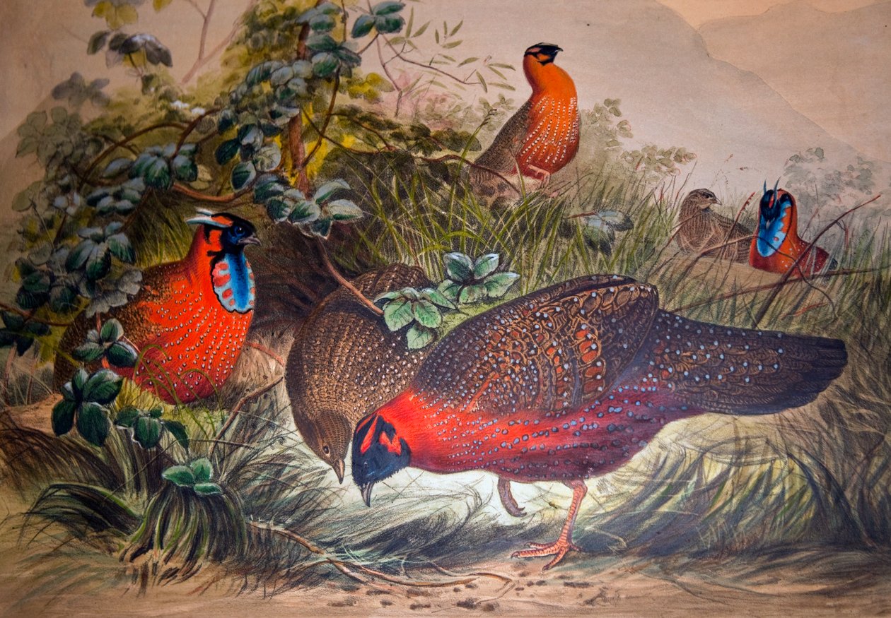Hornet Tragopan, 1861 av Joseph Wolf
