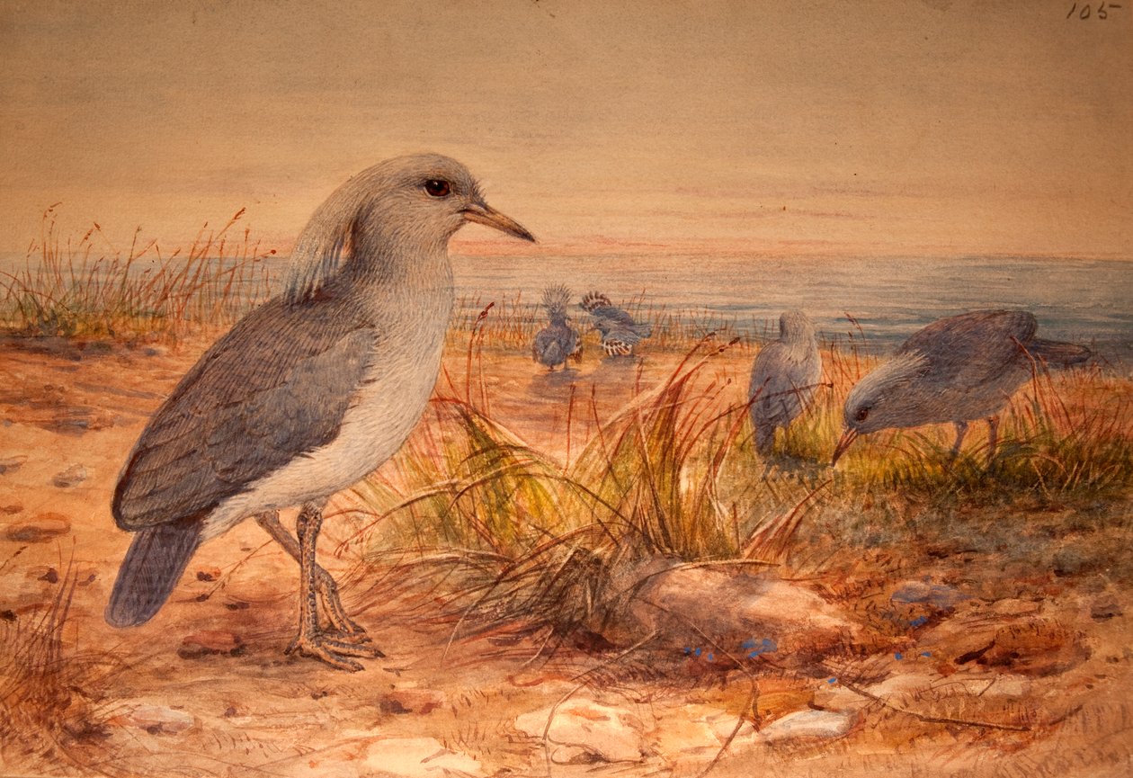 Kagu (Rhinochetus jubatus), ca. 1851-76 (wc og blyant på papir) av Joseph Wolf