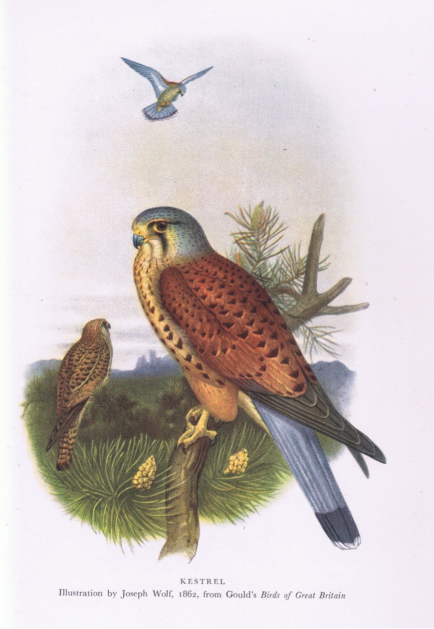 Kestrel, Nature in Britain utgitt av Collins, 1946 av Joseph Wolf