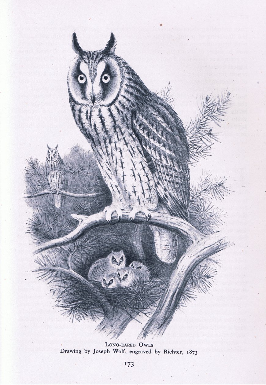 Long Eared Owl, Nature in Britain utgitt av Collins, 1946 av Joseph Wolf