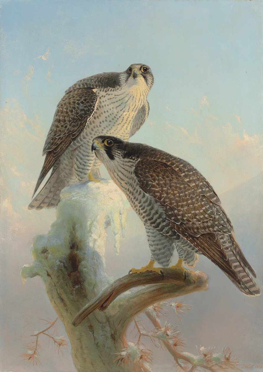 Norsk jaktfalk, 1866 av Joseph Wolf