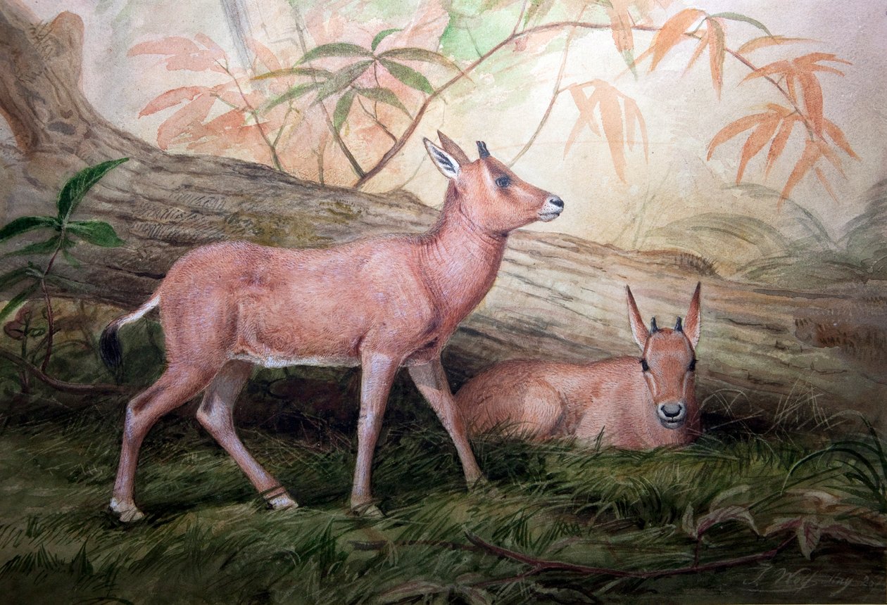 Scimitar Horned Oryx Calves, ca. 1850 av Joseph Wolf