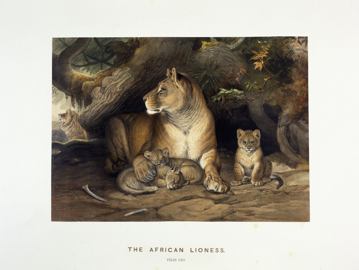 Den afrikanske løvinnen, ca. 1880-1883 av Joseph Wolf