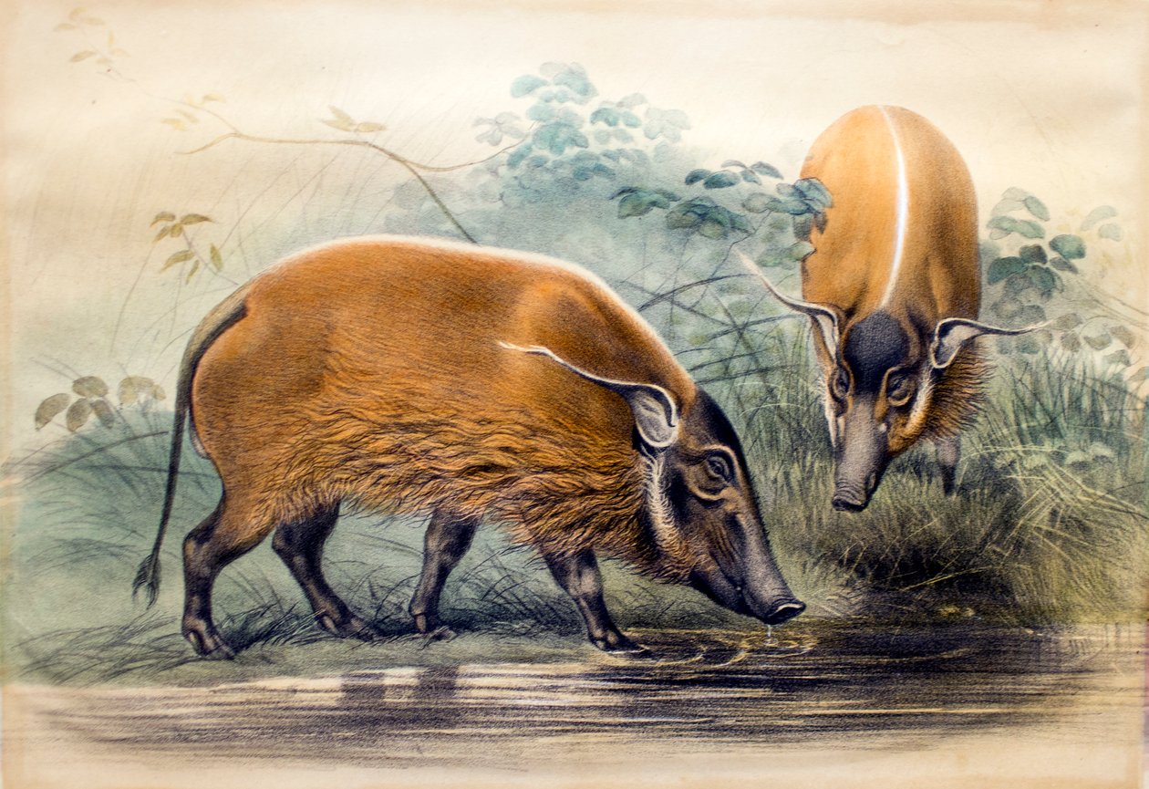 The Red River Hog, 1865 av Joseph Wolf