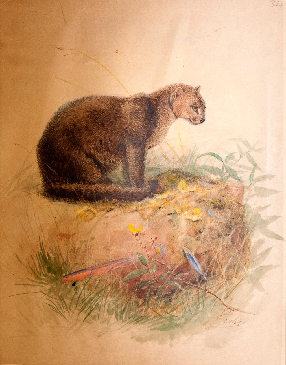Yagurundi Cat, 1851-69 av Joseph Wolf
