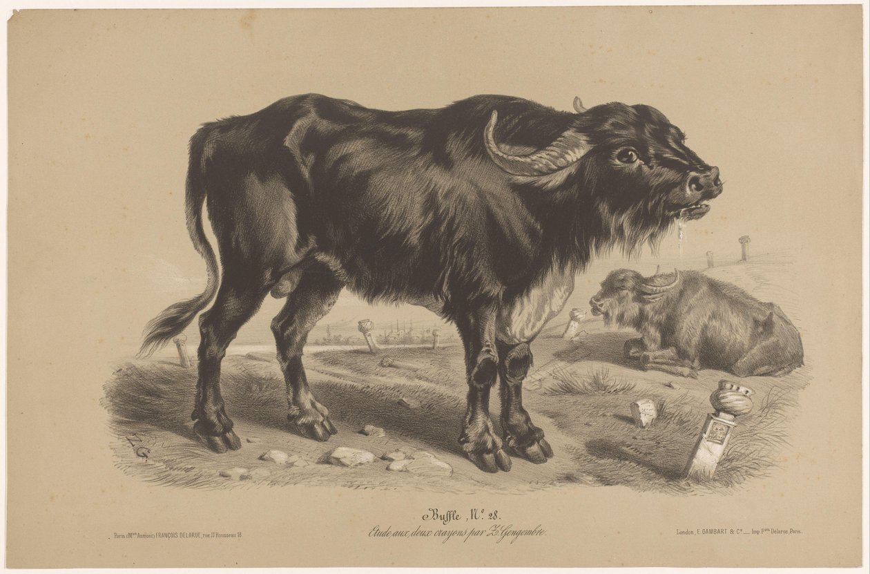 bøffel Buffalo (tittel på objekt) Dierenstudies in twee soorten krijt (serietittel) Studie med to blyanter av Z. Gengembre (serietittel) av Joseph Zephyris Gengembre