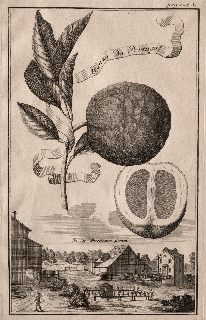 Nurnbergische Hesperides: Aranzo fra Portugal av Joseph de Montalegre