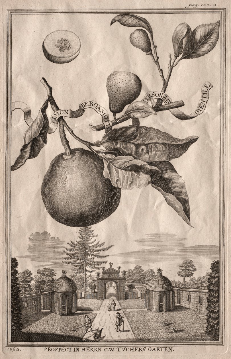 Nurnbergische Hesperides: Limon bergamot personzin gientile, 1714. av Joseph de Montalegre