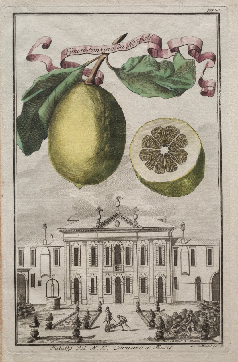 Nurnbergische Hesperides: nr. 125 - Limon Ponzino fra Neapoli. Palazzo del N. H. Cornaro i Fiesso av Joseph de Montalegre