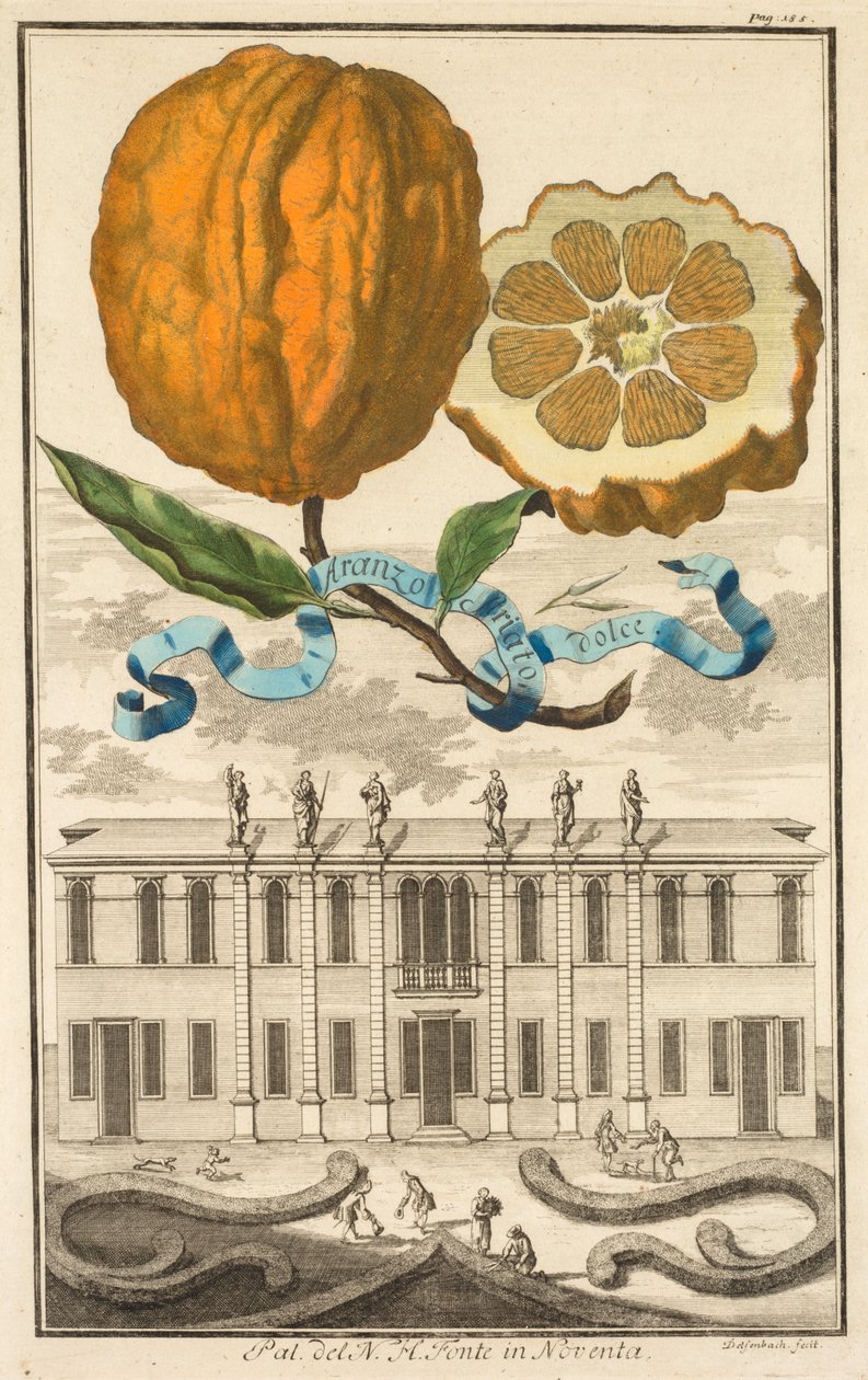 Nurnbergische Hesperides: nr. 185 - Sweet Striated Aranzo. Palazzo del N. H. Fonte i Noventa av Joseph de Montalegre