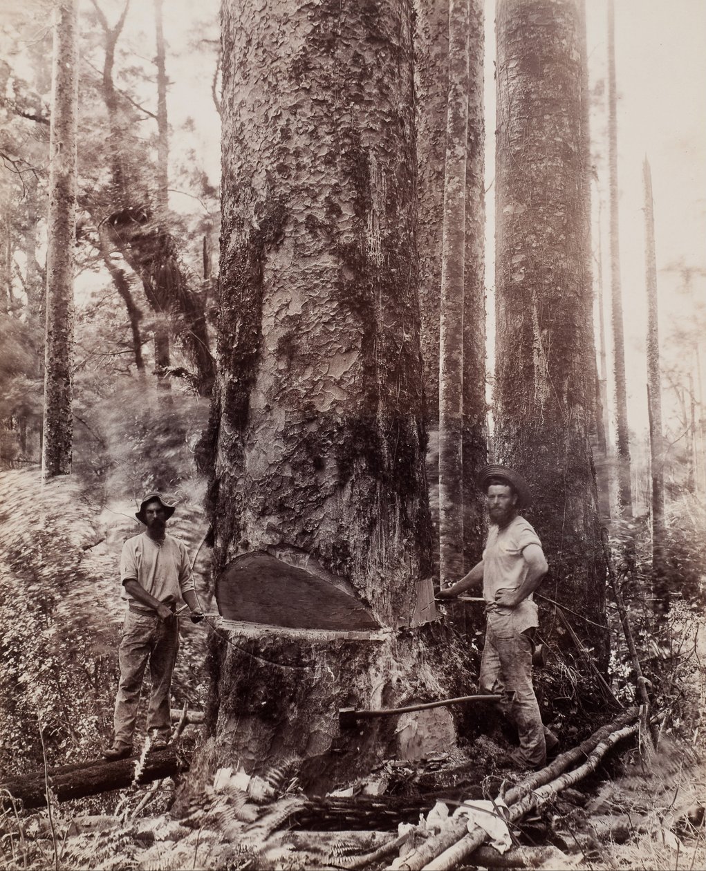 (Kutte ned Kauri) av Josiah Martin