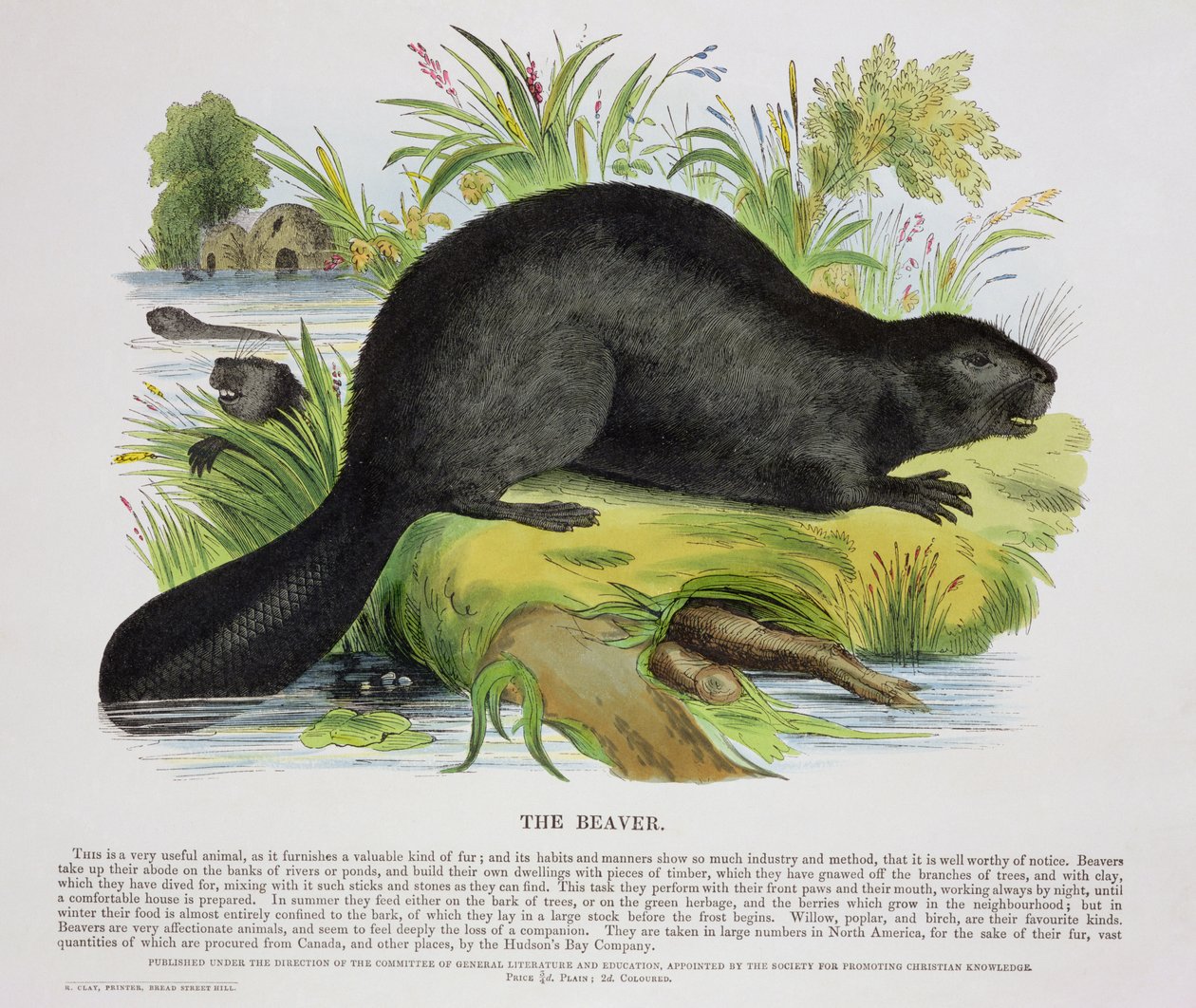 The Beaver, pedagogisk illustrasjonspub. av Society for Promoting Christian Knowledge, 1843 (akvatint) av Josiah Wood Whymper