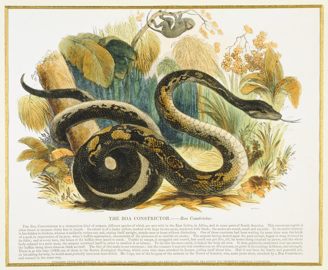The Boa Constrictor, pedagogisk illustrasjonspub. av Society for Promoting Christian Knowledge, 1843 (akvatint) av Josiah Wood Whymper