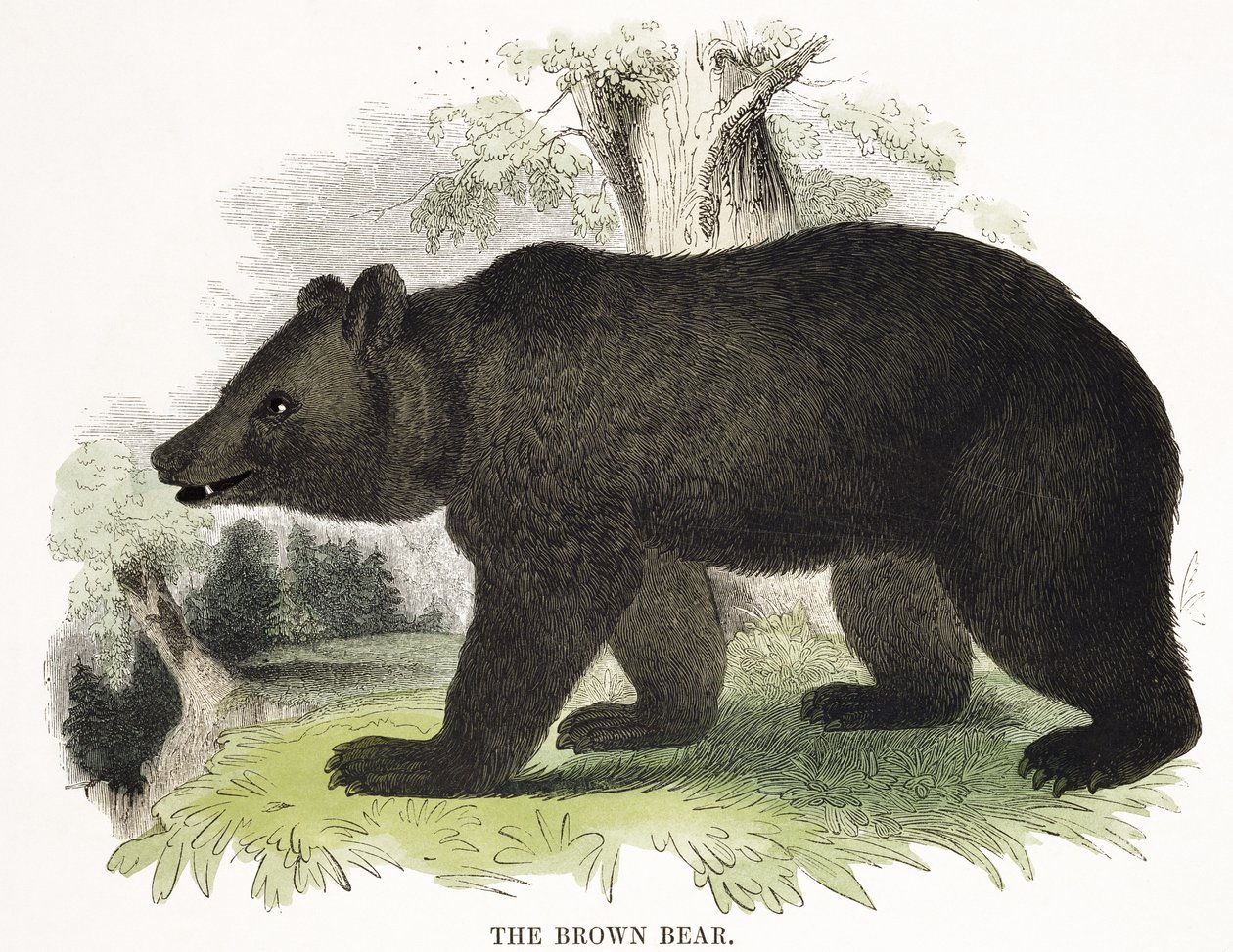 The Brown Bear, pedagogisk illustrasjonspub. av Society for Promoting Christian Knowledge, 1843 (akvatint) av Josiah Wood Whymper